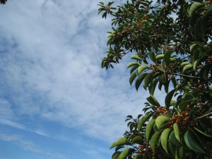 IMG_1361