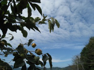 IMG_1363